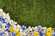 Spring Or Summer Background Border With Crocus Flower Bed And Grass Lawn Photo