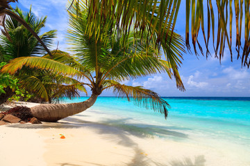 Palm tree on the shore of the Maldives