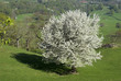 Prunus avium, Merisier