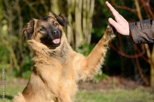 Tuinposter Hund gibt Pfote Foto4art