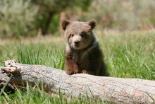 Grizzly Bear Cub Sitting On The Log