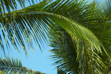Fototapeta Na sufit - palms