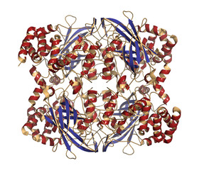 Poster - Human red blood cell catalase. 