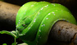 © irishmaster - Green tree python