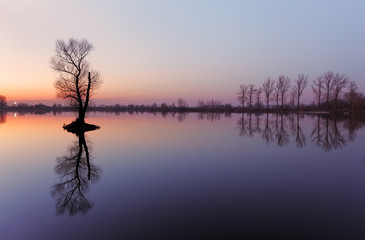 Wall Mural - Lake with tree at sunrise, Slovakia