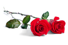 Two Beautiful Red Roses Isolated On White Background