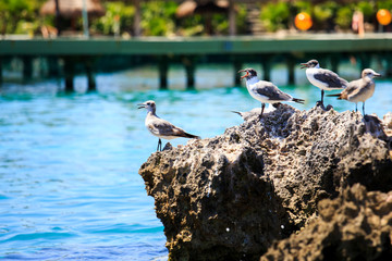 Poster - Seagulls portrait