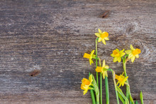 Daffodils On Wooden Background