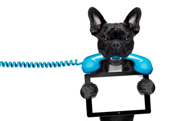 Poster - dog phone telephone