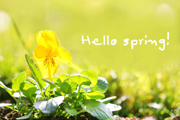 Poster - Beautiful flowers in garden. Hello Spring concept