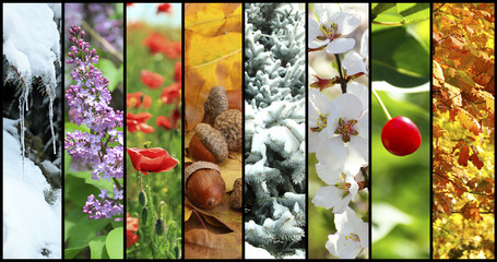 Wall Mural - Four seasons collage: winter, spring, summer, autumn