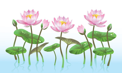 pink lotus flower