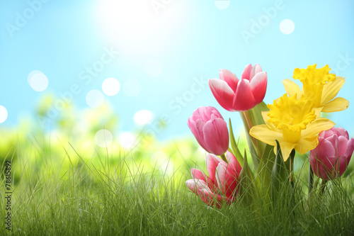 Spring flowers in grass