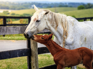 Canvas Print - White horse and her colt