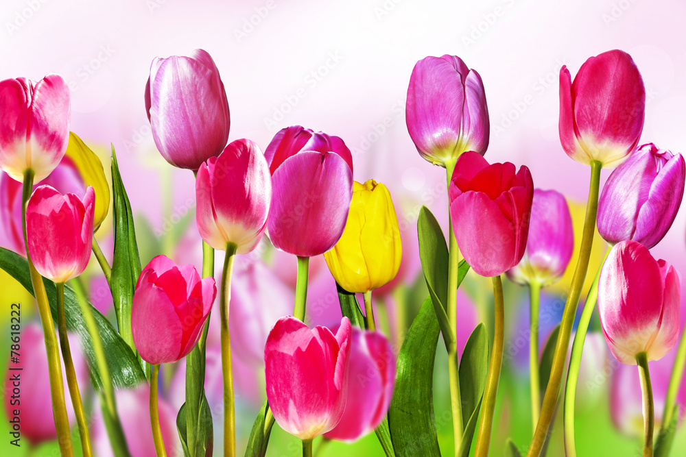 Kwiaty tulipany - obrazy, fototapety, plakaty 
