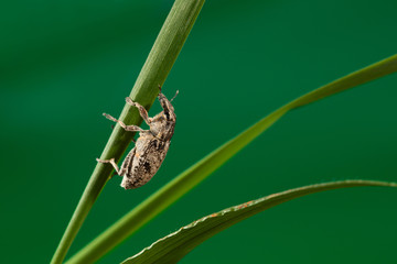 Beetle climbing up on grass