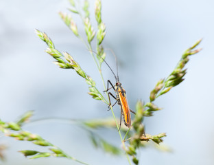 Sticker - Yellow bug