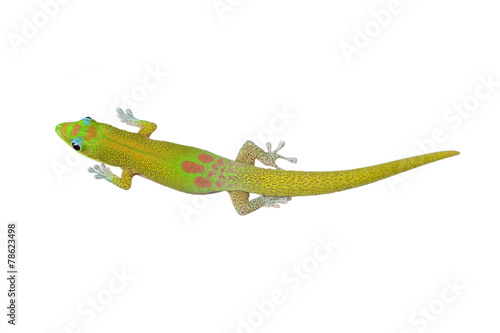 Gold Dust Day Gecko Phelsuma Laticauda On White Hawaii Stock Photo Adobe Stock