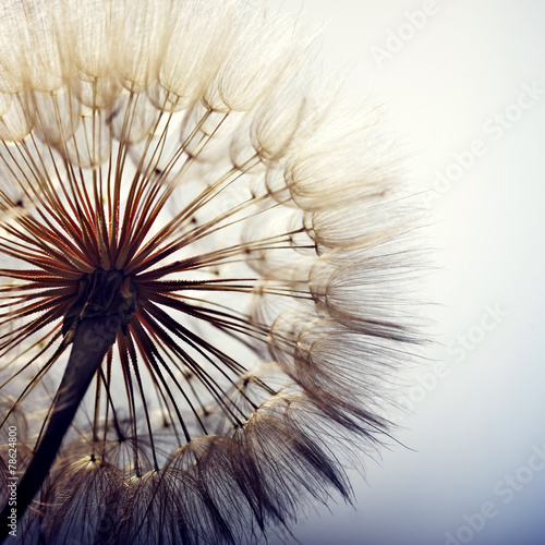 Obraz w ramie big dandelion on a blue background