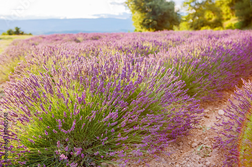 Naklejka samoprzylepna Pola lawendy w pobliżu Valensole w Prowansji, Francja.