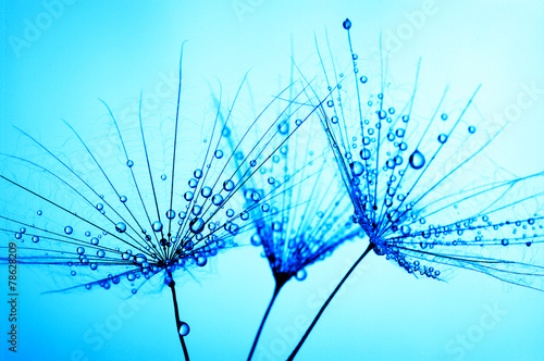 dandelion seeds