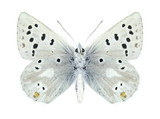 Fototapeta Motyle - Butterfly Plebejus pyrenaica ergane (male) (underside)