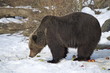 Bär sucht Futter im Schnee