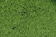 Common duckweed (Lemna minor). Full frame texture. .