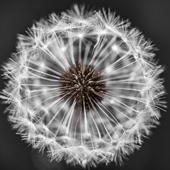 Wall Mural - Dandelion head with seeds