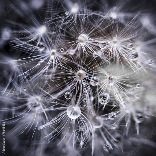 Fototapeta na wymiar Dandelion seeds with water drops