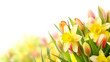 Freisteller Tulpen und Narzissen zu Ostern