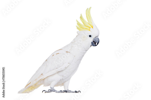 Sulphur-crested Cockatoo, isolated on white