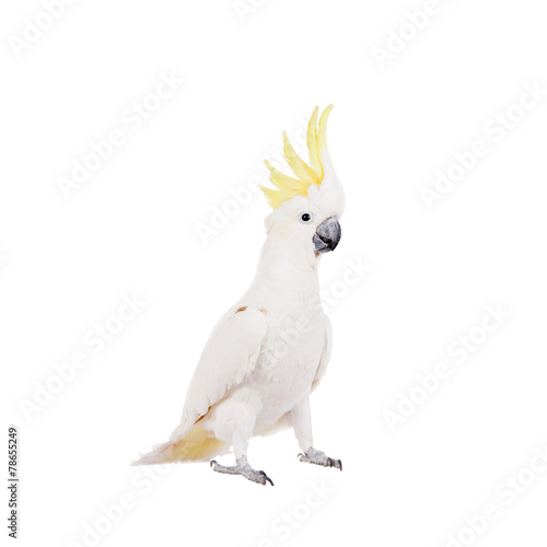 Sulphur-crested Cockatoo, isolated on white