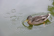 © nialmi - Floating wild duck