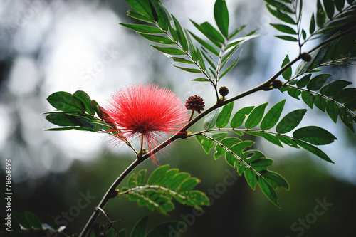 Nowoczesny obraz na płótnie persian silk tree flower