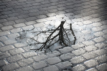 Tree Reflection In Puddle