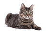 Domestic Shorthair Cat Portrait