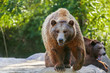Grizzly brown bear looking forward, front view