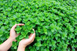 woman farmer hands protect mint plants in vegetable garden