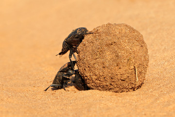 Sticker - Dung beetles rolling their sand covered dung ball