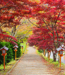 Fototapete - Stairway to chureito pagoda in autumn, Fujiyoshida, Japan