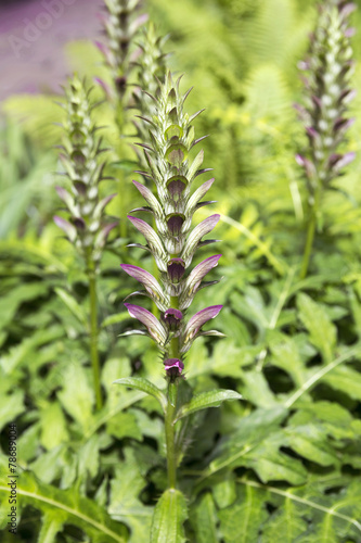 Fotografie, Obraz Acanthus Mollis (Bear's Breeches) flower closeup