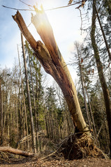 Broken tree in the woods. Storm Damage