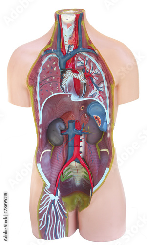 Buste De Corps Humain Detail Des Organes Stock Photo Adobe Stock