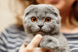 Fototapeta Abstrakcje - Scottish fold cat