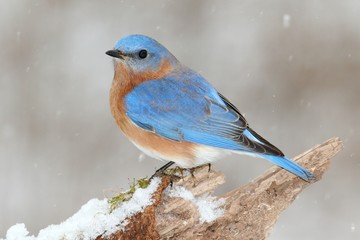 Sticker - Male Eastern Bluebird in Snow