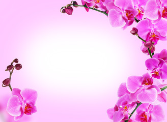 Wall Mural - Bright frame made of orchid flowers with space for text