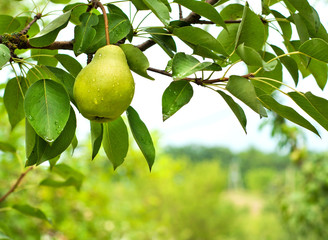 Pear fruit