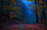 Fototapeta Las - Beautiful evening colours in forest