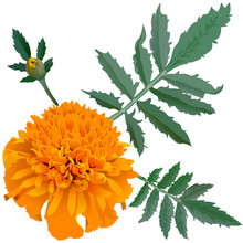 Orange Marigold Flower (Tagetes) Isolated On White Background